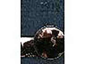 1918: Model komplexnho transformanho procesu?